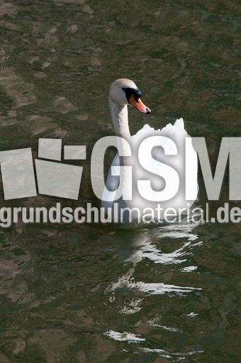 Höckerschwan (9 von 11).jpg